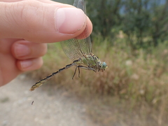 Ophiogomphus severus