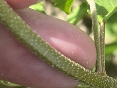 Croton glandulosus