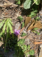 Ruellia caroliniensis