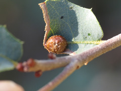 Andricus reticulatus