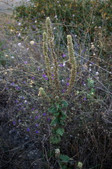 Verbascum ovalifolium
