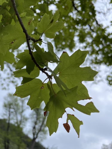 Acer grandidentatum