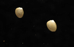 Nucula proxima