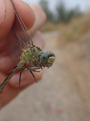 Ophiogomphus severus