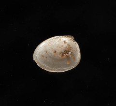 Nucula proxima