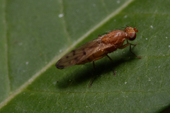 Opomyza