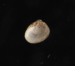 Nucula proxima