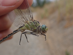 Ophiogomphus severus