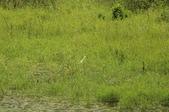 Egretta caerulea