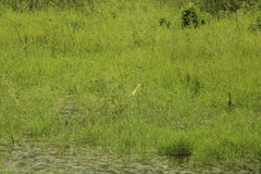 Egretta caerulea