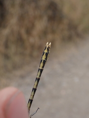 Ophiogomphus severus