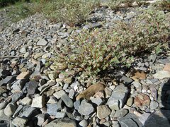 Euphorbia melanadenia