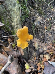Cantharellus minor