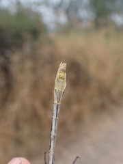Ophiogomphus severus