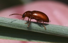 Neocrepidodera