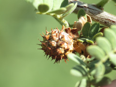 Tanaostigmodes howardii