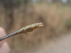 Ophiogomphus severus