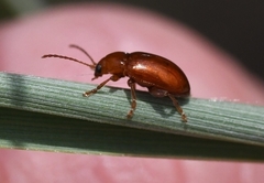 Neocrepidodera