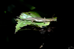Emoia caeruleocauda