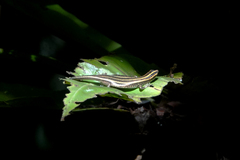 Emoia caeruleocauda