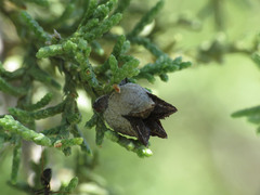 Walshomyia juniperina