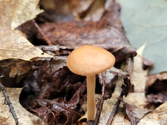 Physalacriaceae