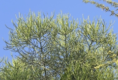 Euphorbia tirucalli