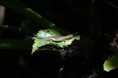 Emoia caeruleocauda