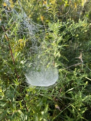 Frontinella pyramitela