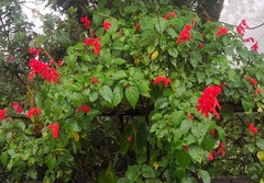 Salvia splendens