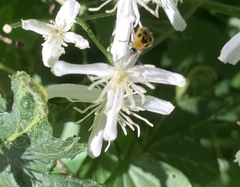 Diabrotica undecimpunctata