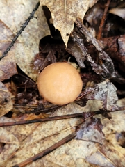 Physalacriaceae