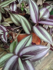 Tradescantia zebrina