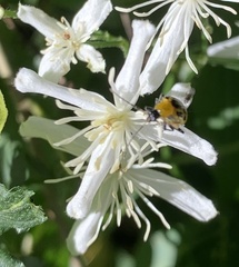 Diabrotica undecimpunctata