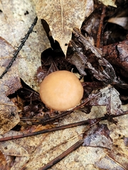 Physalacriaceae