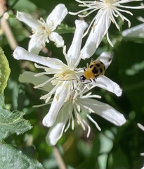 Diabrotica undecimpunctata