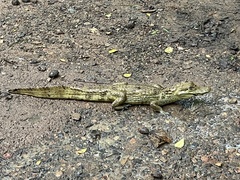 Caiman crocodilus