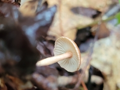 Physalacriaceae