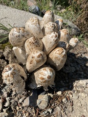 Coprinopsis romagnesiana