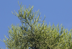 Euphorbia tirucalli