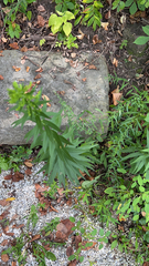 Erigeron canadensis