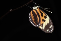 Heliconius