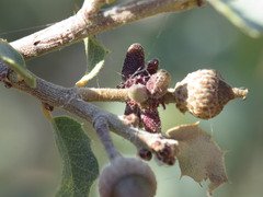 Disholcaspis pedunculoides