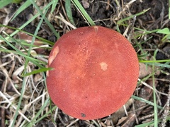 Hortiboletus rubellus