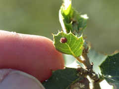 Xanthoteras eburneum