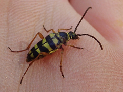 Stenostrophia tribalteata