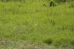 Egretta caerulea