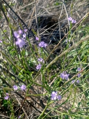 Verbena halei