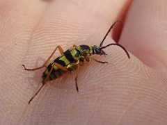 Stenostrophia tribalteata