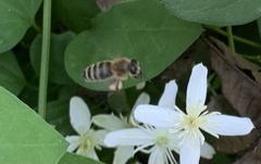 Apis mellifera